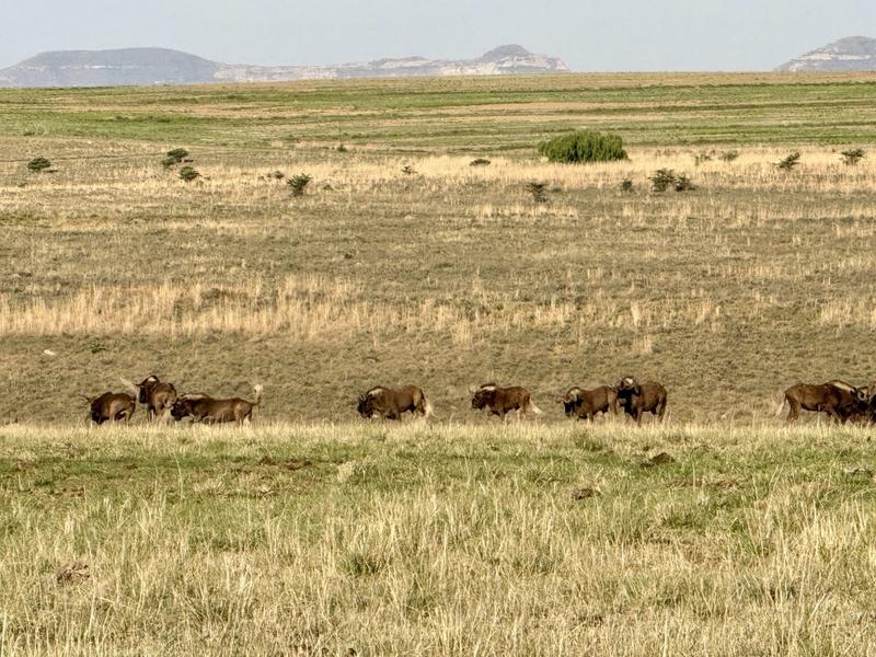 20 Bedroom Property for Sale in Paul Roux Free State